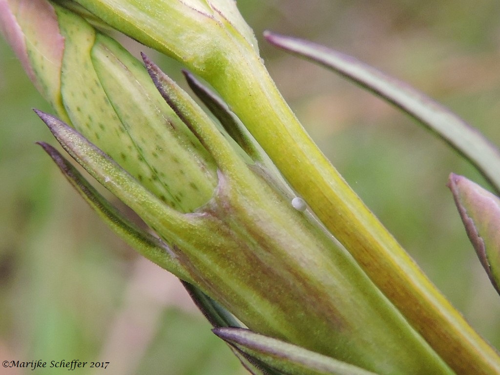 Eitje Gentiaanblauwtje?